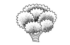 素描树的画法步骤图