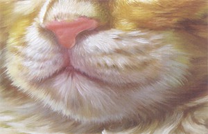 画猫的油画教程