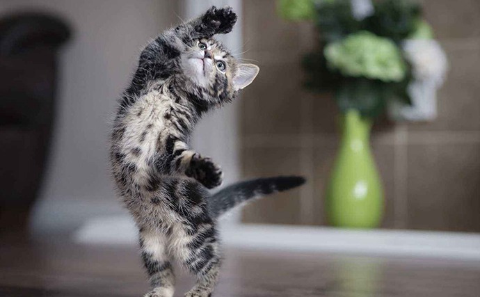 小猫咪的舞蹈动作图片