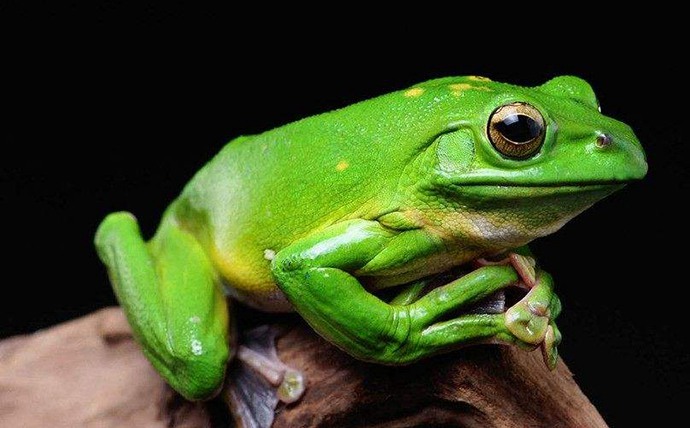 色绿的青蛙