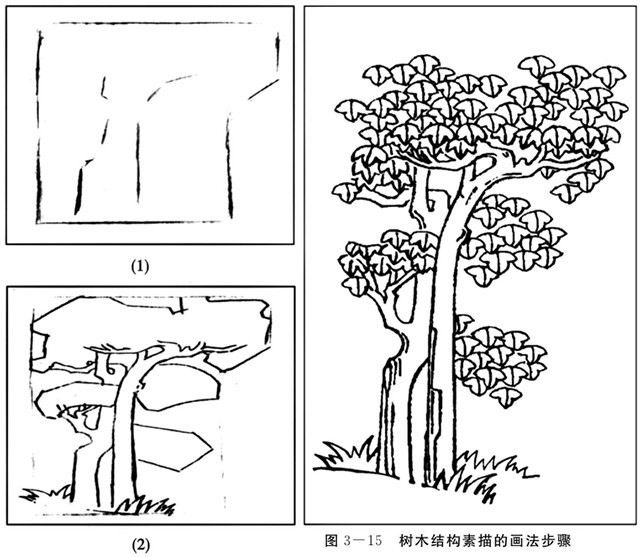 树木结构素描的画法步骤