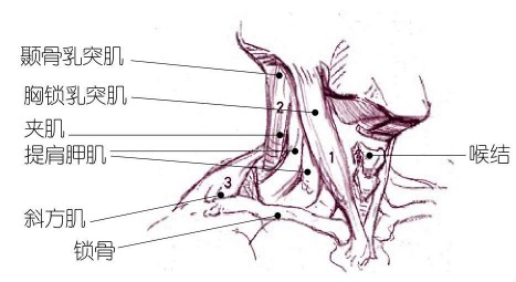 颈部的形态与结构解析