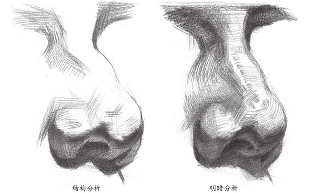鼻子结构和暗部分析