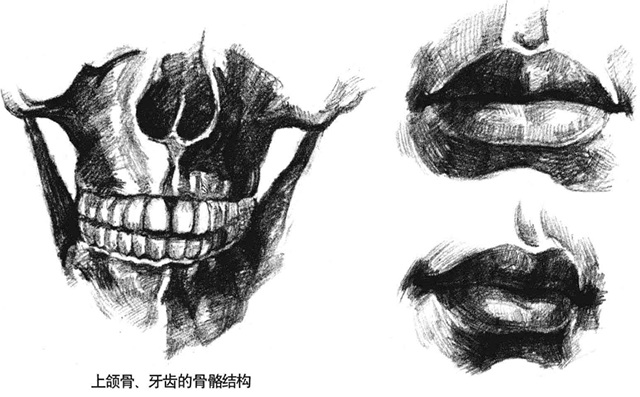 上颌骨、牙齿的骨骼结构