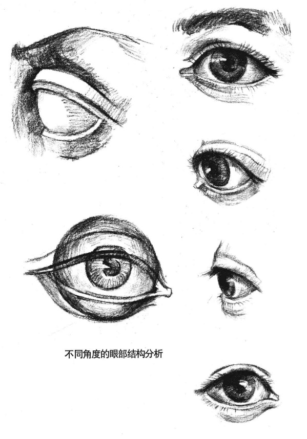 不同角度的眼部结构分析