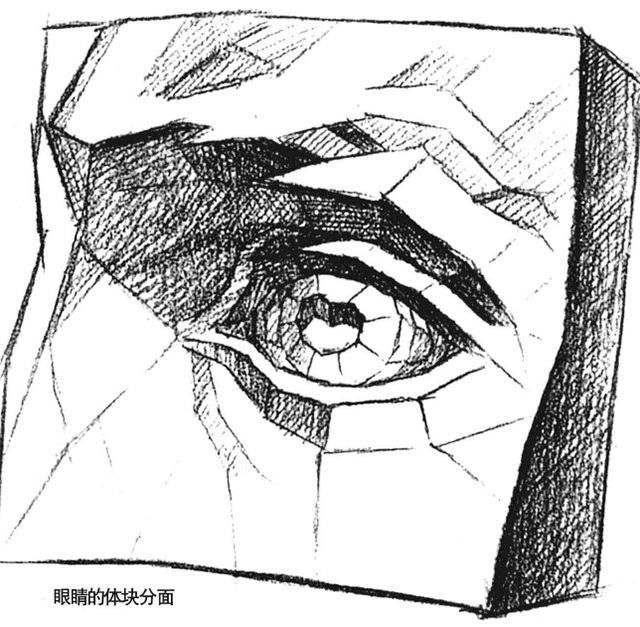 覆盖在眼轮匝肌之上,呈半球状,为上下两部分上下眼睑相交于内外眼角