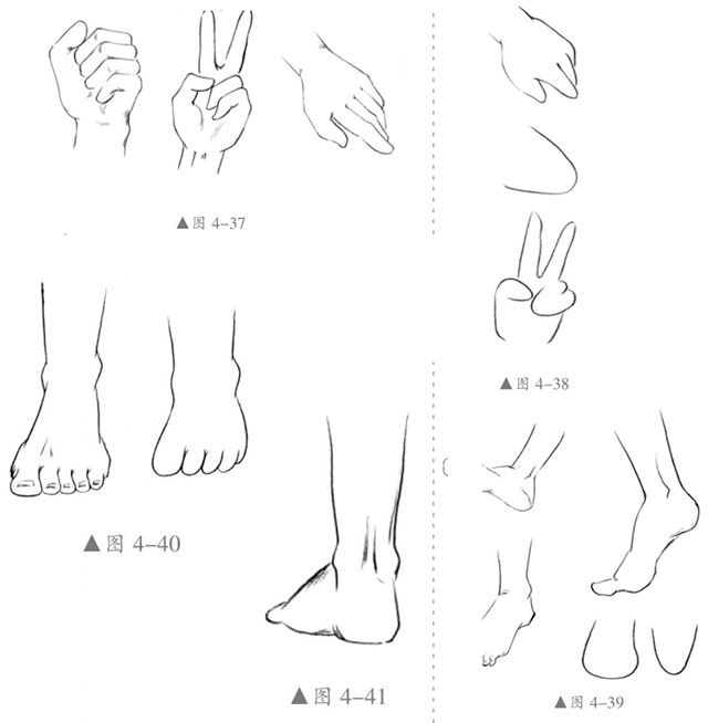 手和脚的绘制