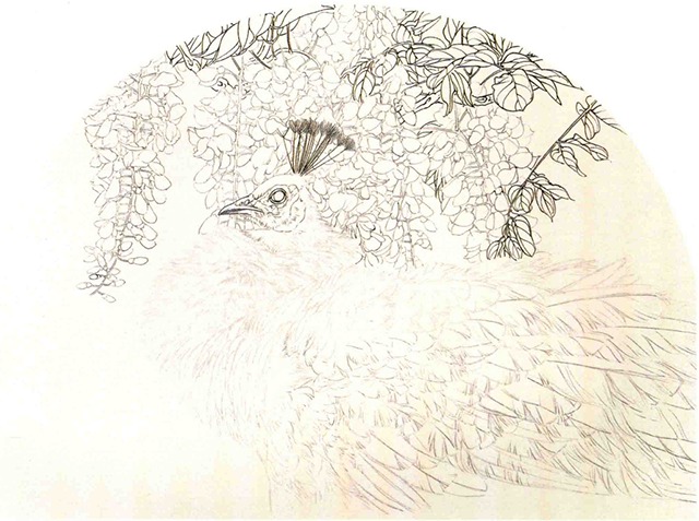 《紫藤白孔雀（白孔雀头部）》画法（1）