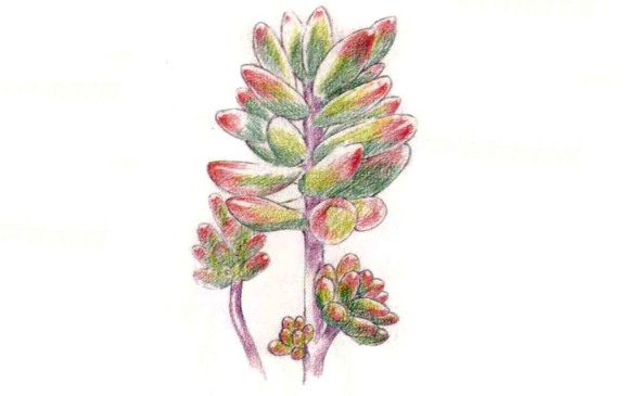 多肉植物之红稚莲怎么画(2)