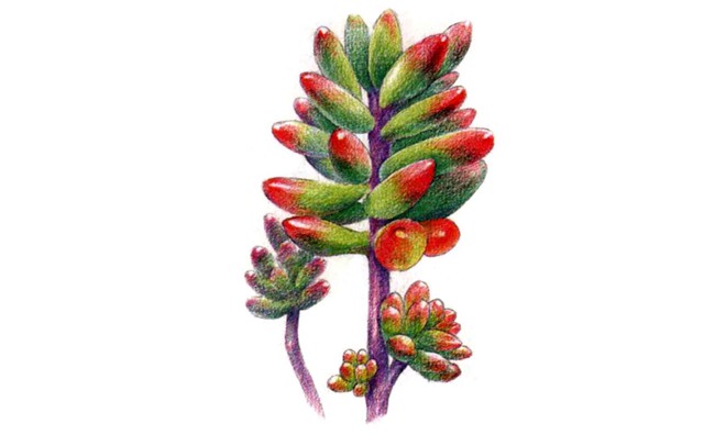 多肉植物之红稚莲怎么画(4)
