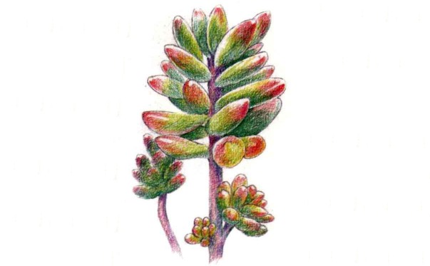 多肉植物之红稚莲怎么画(3)