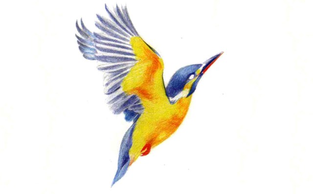 翠鸟的简笔画 彩色图片