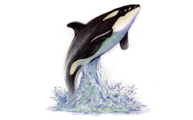 儿童美术虎鲸怎么画（4）