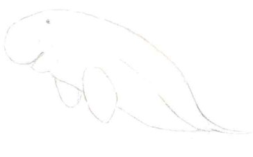 儿童海牛怎么画（1）