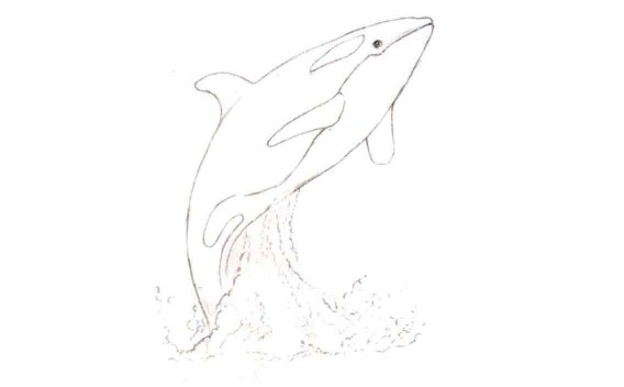 儿童美术虎鲸怎么画（1）