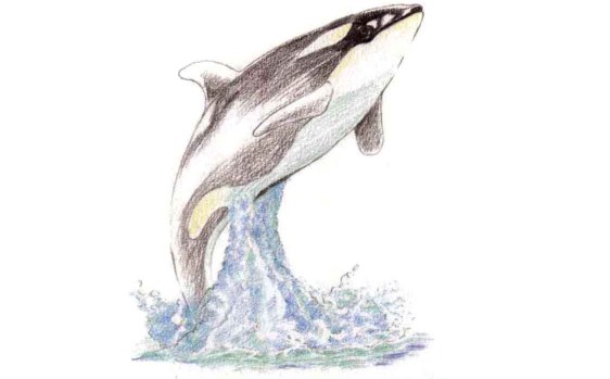 儿童美术虎鲸怎么画（2）