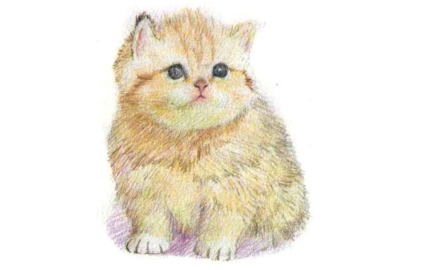儿童黄色小猫怎么画（2）