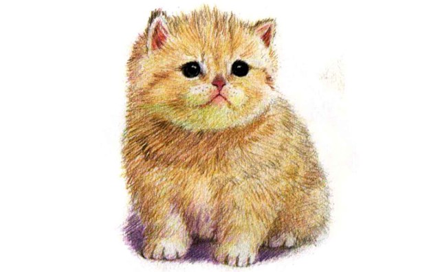 儿童黄色小猫怎么画（3）