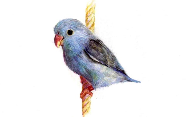 儿童太平洋鹦鹉怎么画（4）