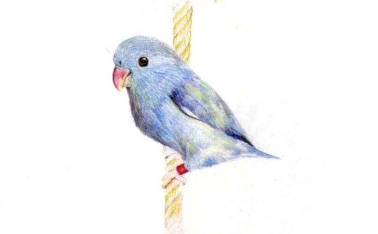 儿童太平洋鹦鹉怎么画（2）