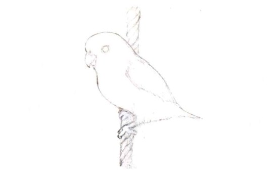 儿童太平洋鹦鹉怎么画（1）